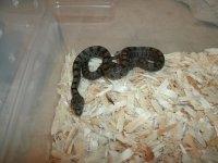 Baird's Rat #2 BSR CBB2023 female.JPG