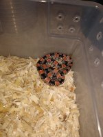 Longnose Snake male Hueco Tanks Pic 1.jpg