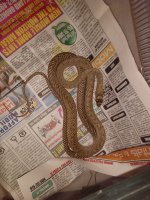 Western Coachwhip El Paso Co., TX male 3 feet Pic 2.jpg