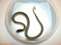 Desert King male CBB 2021 Dona Ana Co., NM.JPG