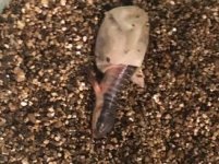 berber hatching1.jpg