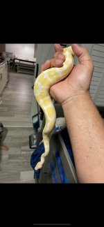albino bp2.jpg