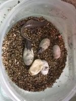 berber hatching2.jpg