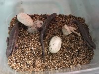 berber hatching3.jpg