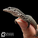 baby similis (5).png