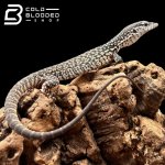 baby similis (3).jpg