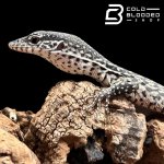 baby similis (4).jpg