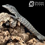 baby similis.jpg