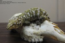 Reptzilla MALE.jpg