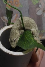 Bottom Leachie Hatched 12 04 2023 (2).jpg