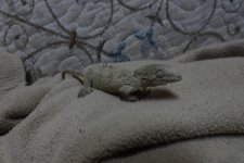 Leachie 1 month old hatched 12 06 2023.jpg