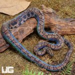 ug_CB_Anery_Brazilian_Rainbow_Boa_1_3.jpg