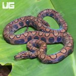 ug_CB_Anery_Brazilian_Rainbow_Boa_1_2.jpg
