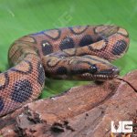 ug_CB_Anery_Brazilian_Rainbow_Boa_1_4.jpg