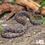 ug_CB_Anery_Brazilian_Rainbow_Boa_2_1.jpg