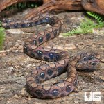 ug_CB_Anery_Brazilian_Rainbow_Boa_2_2.jpg