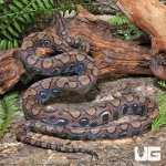 ug_CB_Anery_Brazilian_Rainbow_Boa_2_3.jpg