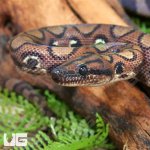 ug_CB_Anery_Brazilian_Rainbow_Boa_2_4.jpg