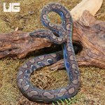 ug_CB_Dark_Anery_Brazilian_Rainbow_Boa_3_3.jpg