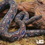 ug_CB_Dark_Anery_Brazilian_Rainbow_Boa_3_2.jpg