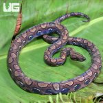 ug_CB_Dark_Anery_Brazilian_Rainbow_Boa_3_1.jpg