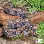 ug_CB_Anery_Brazilian_Rainbow_Boa_5_1.jpg