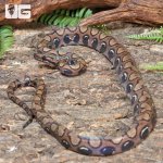 ug_CB_Anery_Brazilian_Rainbow_Boa_5_2.jpg