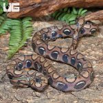ug_CB_Anery_Brazilian_Rainbow_Boa_5_4.jpg