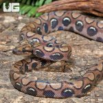 ug_CB_Anery_Brazilian_Rainbow_Boa_5_5.jpg