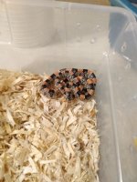 Longnose Snake male Hueco Tanks Pic 2.jpg