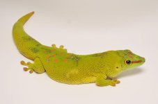 femalegaintdaygecko1_1024x1024_365d90c3-8e40-4b33-b700-4f929582a9dc_1024x1024.jpg