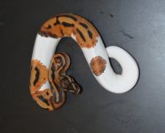 DSC_0036.jpg