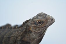cubanrockiguanas_1024x1024.jpg