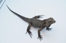 cubaniguana_1024x1024.jpg
