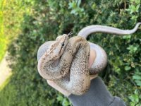 IMG_0260.jpg