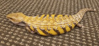 Skink 1.jpg
