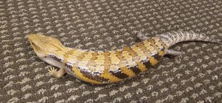 Skink 4.jpg