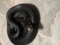 2023 Hatch Female, 1-3.jpg