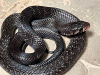 2023 Hatch Female, 1-4.jpg