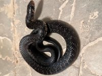2023 Hatch Male, 2-3.jpg