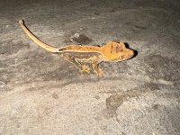 IMG_1529.jpg