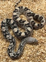 northpine23male1.jpg