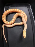 23albinosonoranfemale1.jpg
