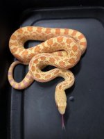 23albinosonoranfemale2.jpg