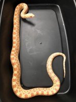 23albinosonoranfemale3.jpg