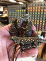 jewelledLacertahatchlings.jpg