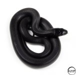 2 (6).jpg