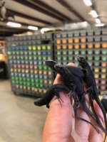 melanisticjewelledlacertahatchlings.jpg