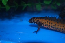 DSC_0035.jpg