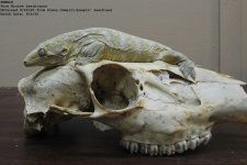 Leapin' FEMALE 2.jpg